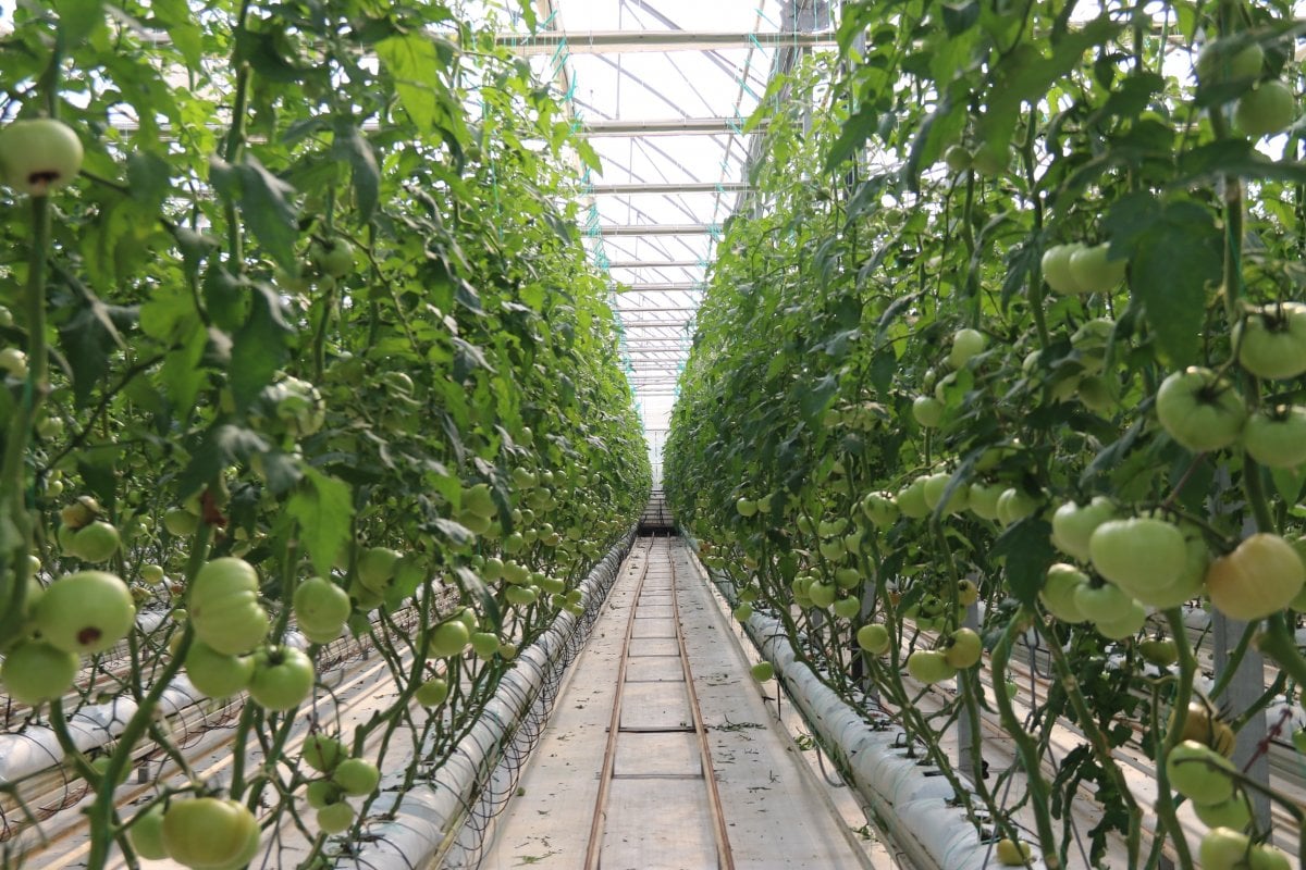Eskişehir’de sıcak su ile yıllık 1.200 ton domates üretiliyor #5