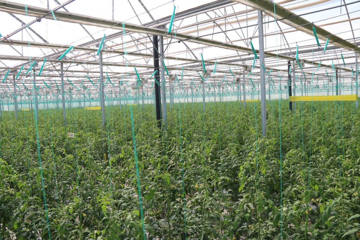Eskişehir’de sıcak su ile yıllık 1.200 ton domates üretiliyor #2