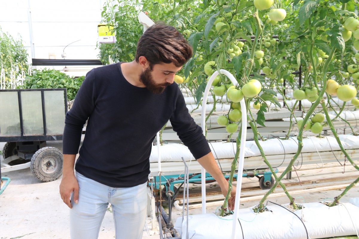 Eskişehir’de sıcak su ile yıllık 1.200 ton domates üretiliyor #3
