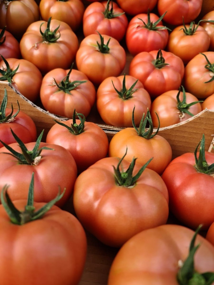 Eskişehir’de sıcak su ile yıllık 1.200 ton domates üretiliyor #7