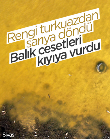 Sivas'ta turkuaz göl sarıya dönerken, balık ölümleri görüldü