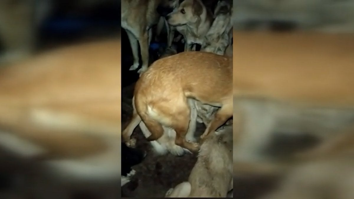 CHP li Çankaya Belediyesi barınaktaki köpekleri ölüme terk etmeye çalıştı #4