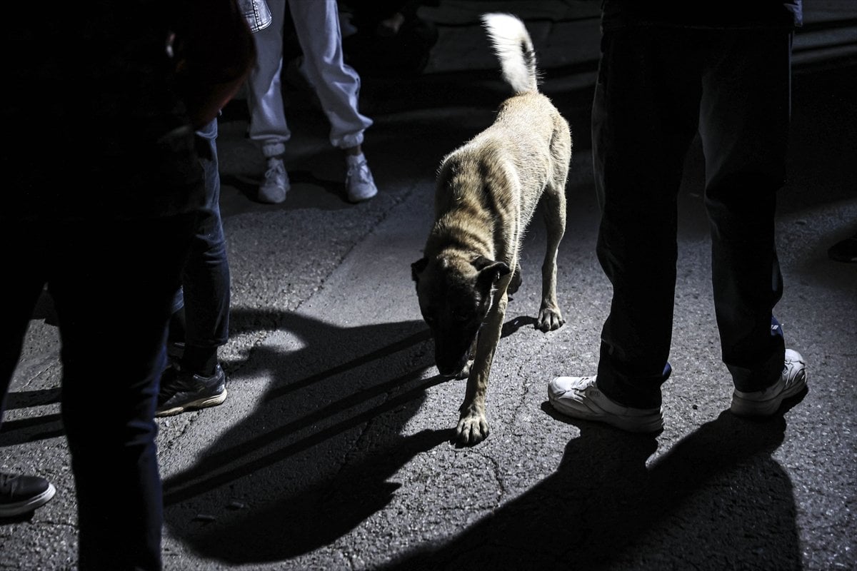 CHP li Çankaya Belediyesi barınaktaki köpekleri ölüme terk etmeye çalıştı #7