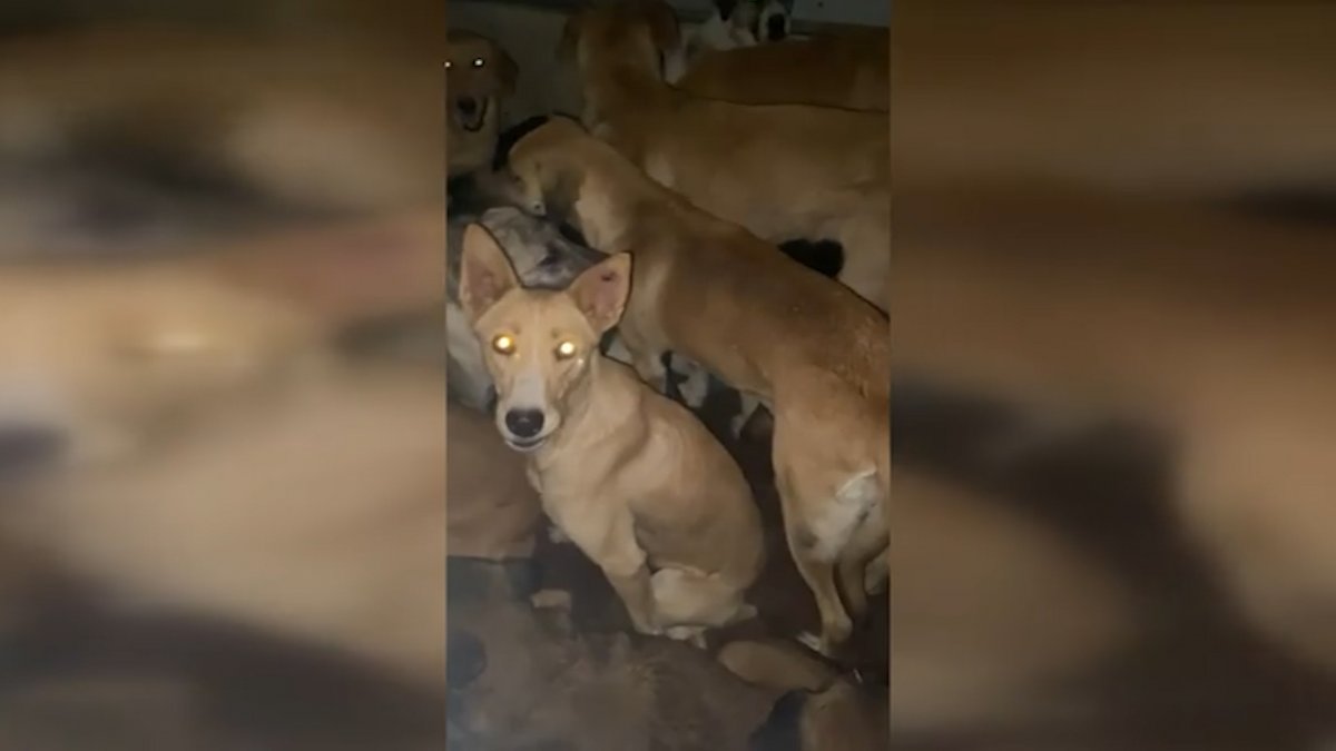 CHP li Çankaya Belediyesi barınaktaki köpekleri ölüme terk etmeye çalıştı #3