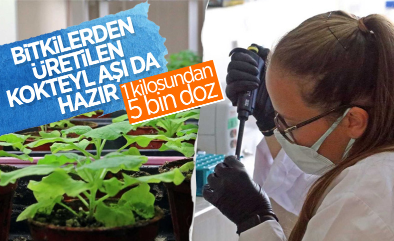 Koronavirüse karşı bitkiden üretilen kokteyl aşı, insan deneyine hazır