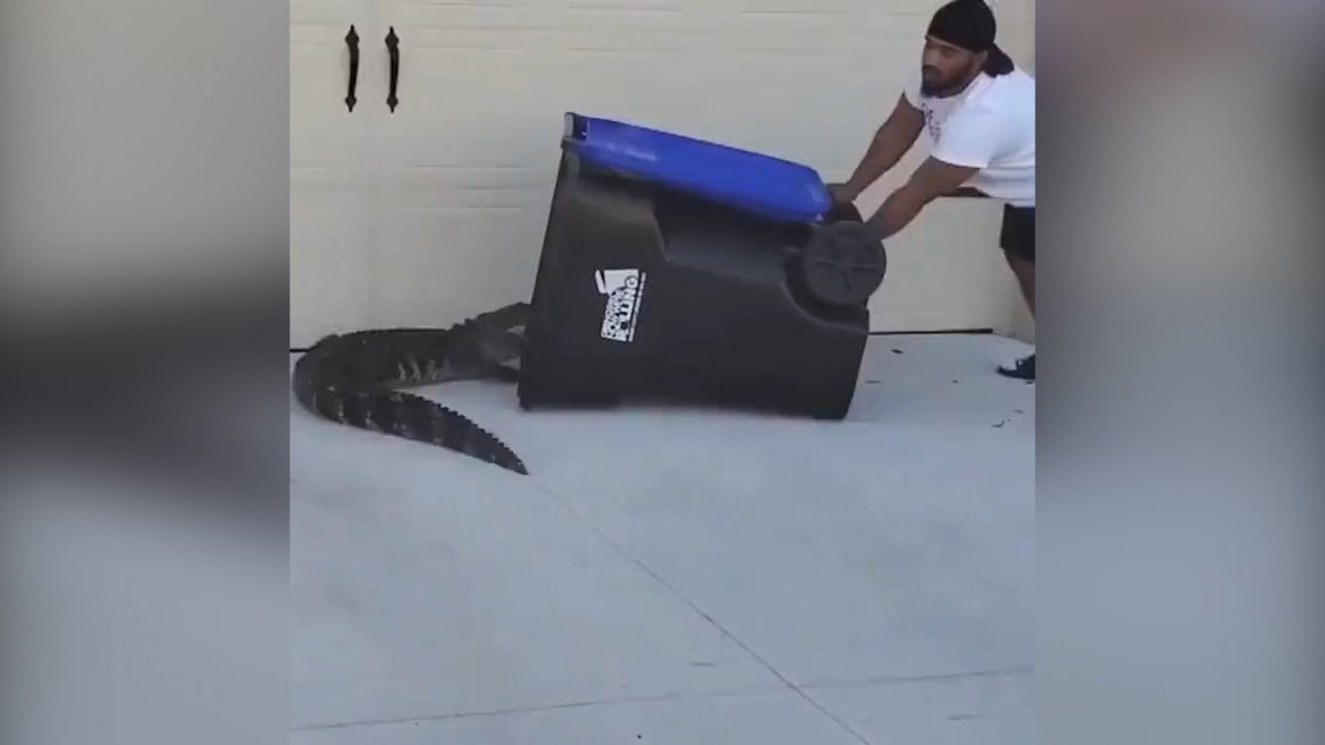 ABD de evinin bahçesine giren timsahı çöp bidonuyla yakaladı #3