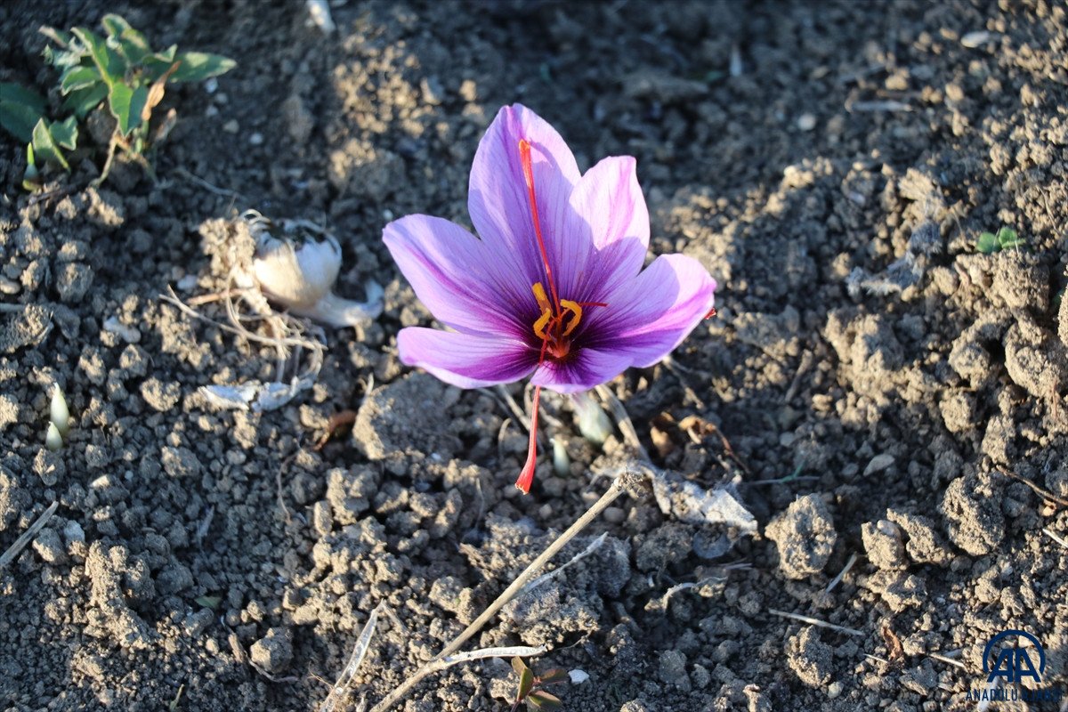 Safranbolu da  mucize bitki  çiçek açtı #1