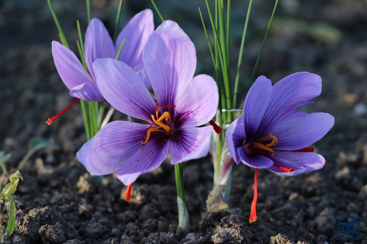 Safranbolu da  mucize bitki  çiçek açtı #5