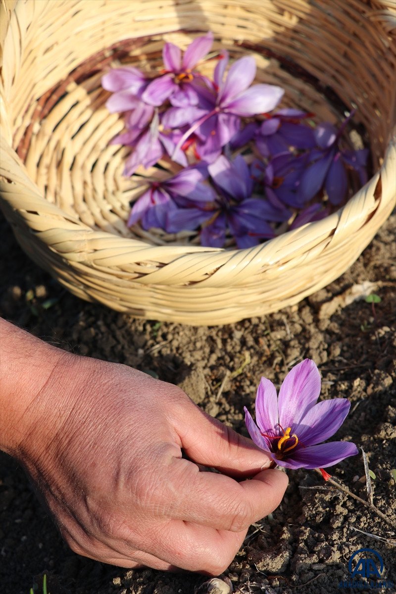 Safranbolu da  mucize bitki  çiçek açtı #7