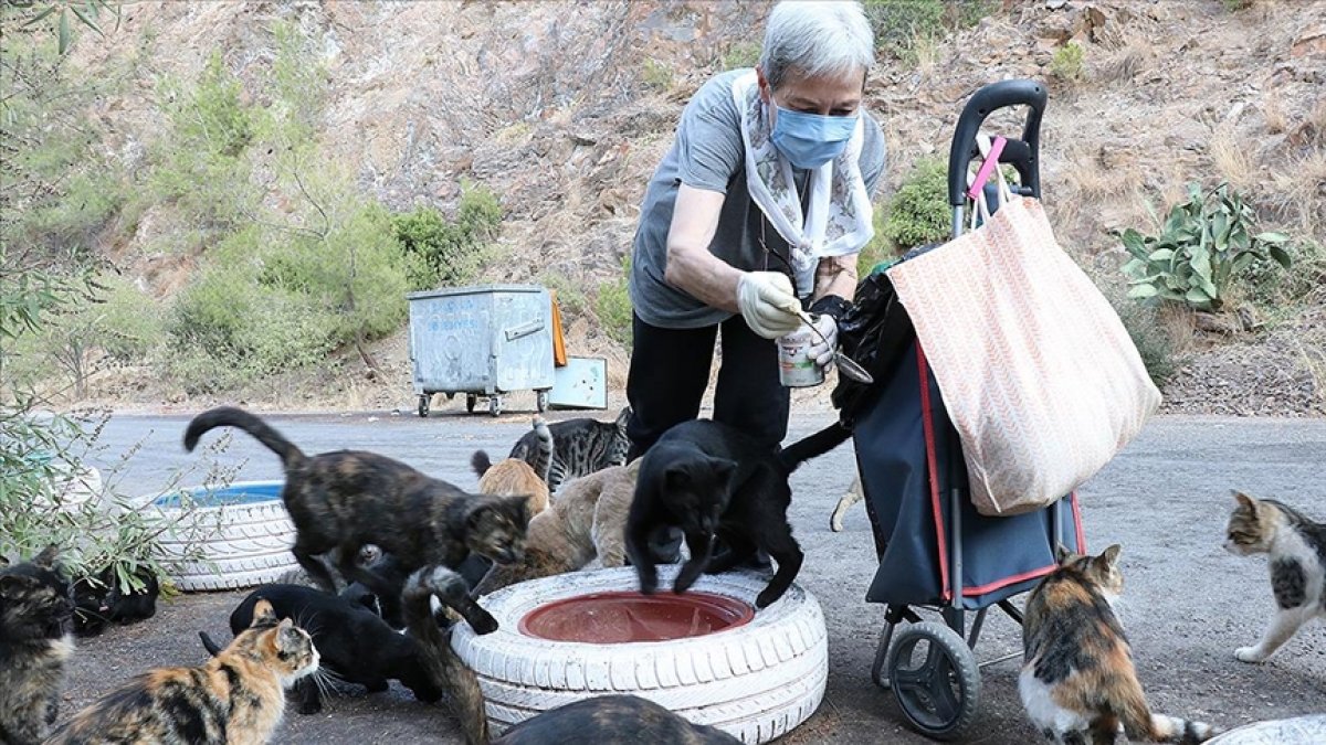 İzmir de yaşayan emekli kadın günde 200 kediyi besliyor #1