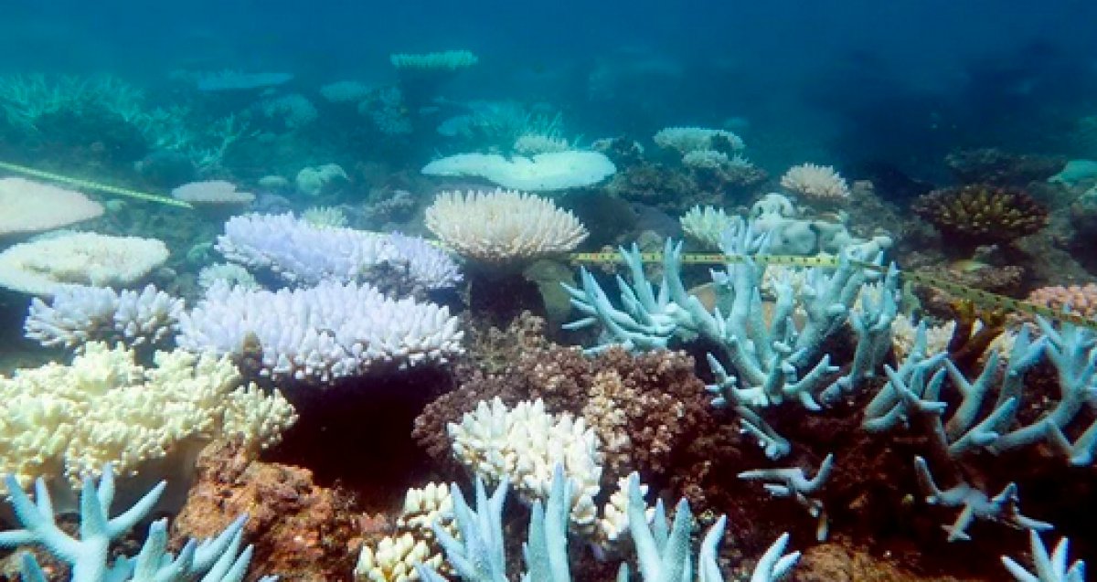 Dünya genelinde mercan resifinin yüzde 14 ü yok oldu #2