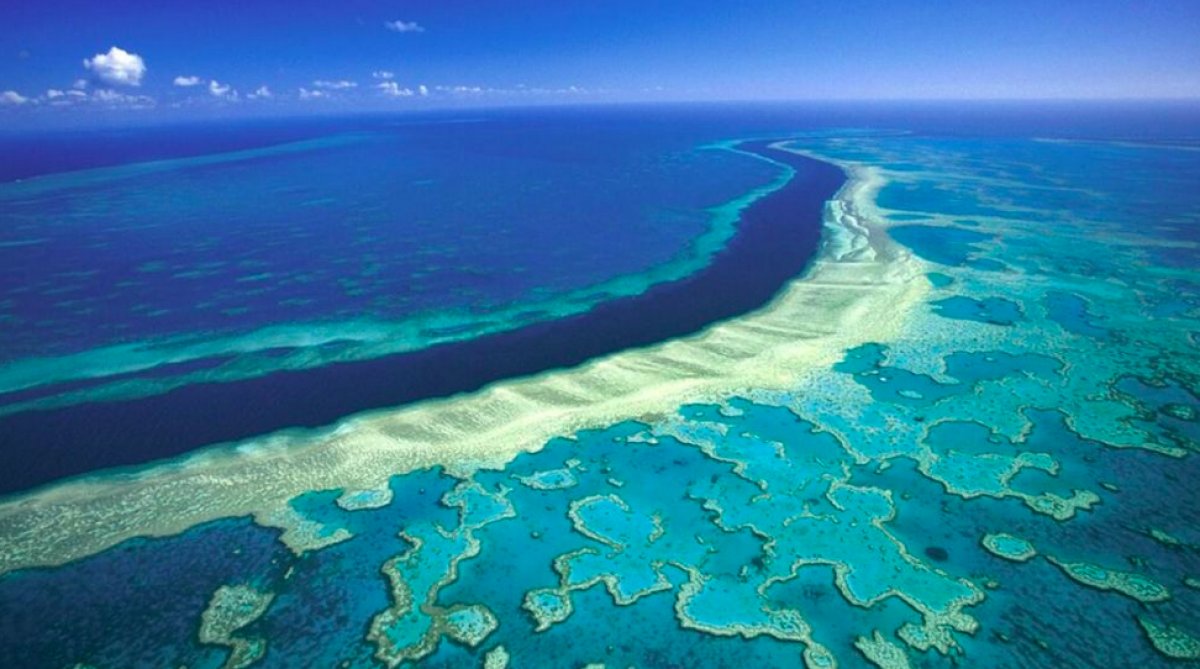 Dünya genelinde mercan resifinin yüzde 14 ü yok oldu #3
