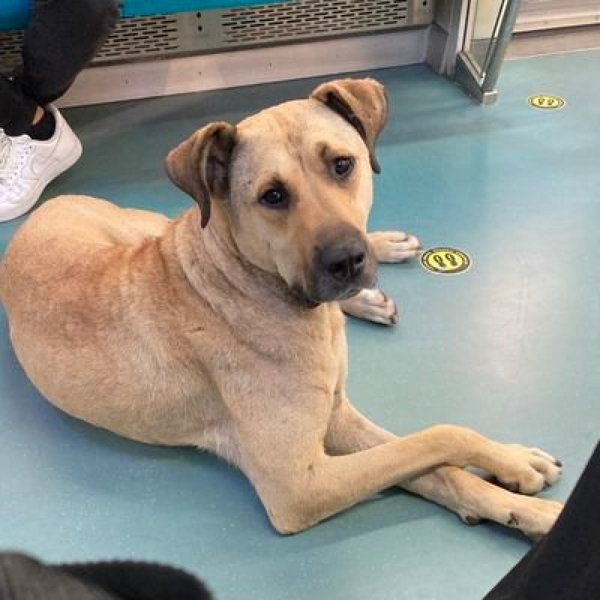 Boji ne demek? İstanbul un gezgin köpeği  Boji nin anlamı  #4