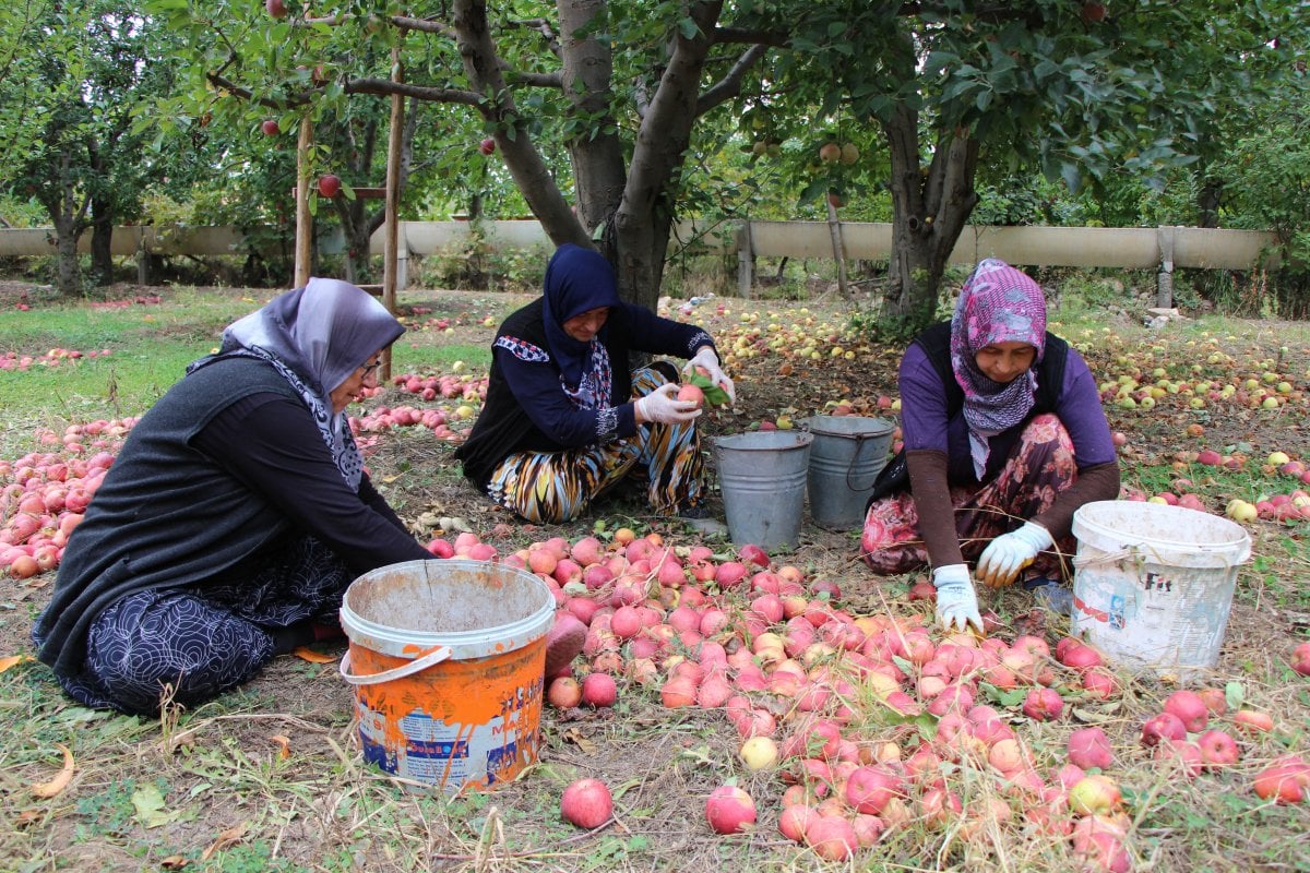 Amasya’da kilosu dalında 1,5 lira olan elma manavda 6 lira #7