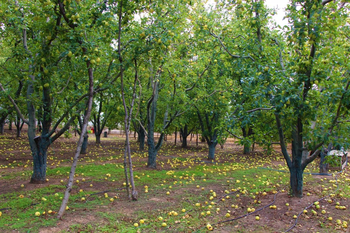 Amasya’da kilosu dalında 1,5 lira olan elma manavda 6 lira #10