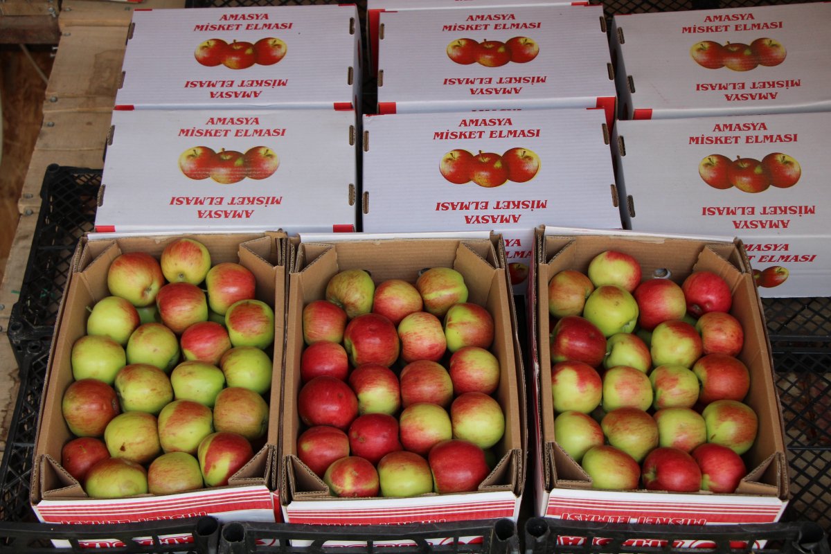 Amasya’da kilosu dalında 1,5 lira olan elma manavda 6 lira #6