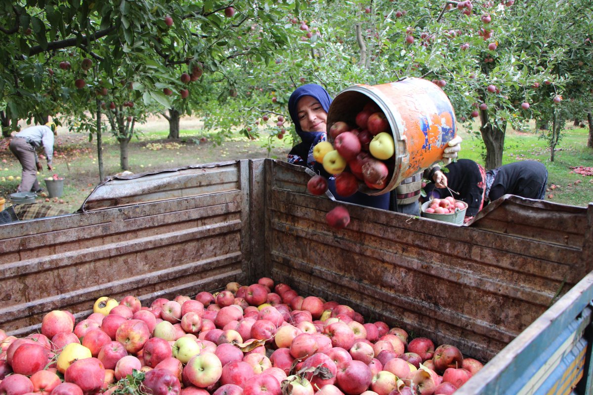 Amasya’da kilosu dalında 1,5 lira olan elma manavda 6 lira #8