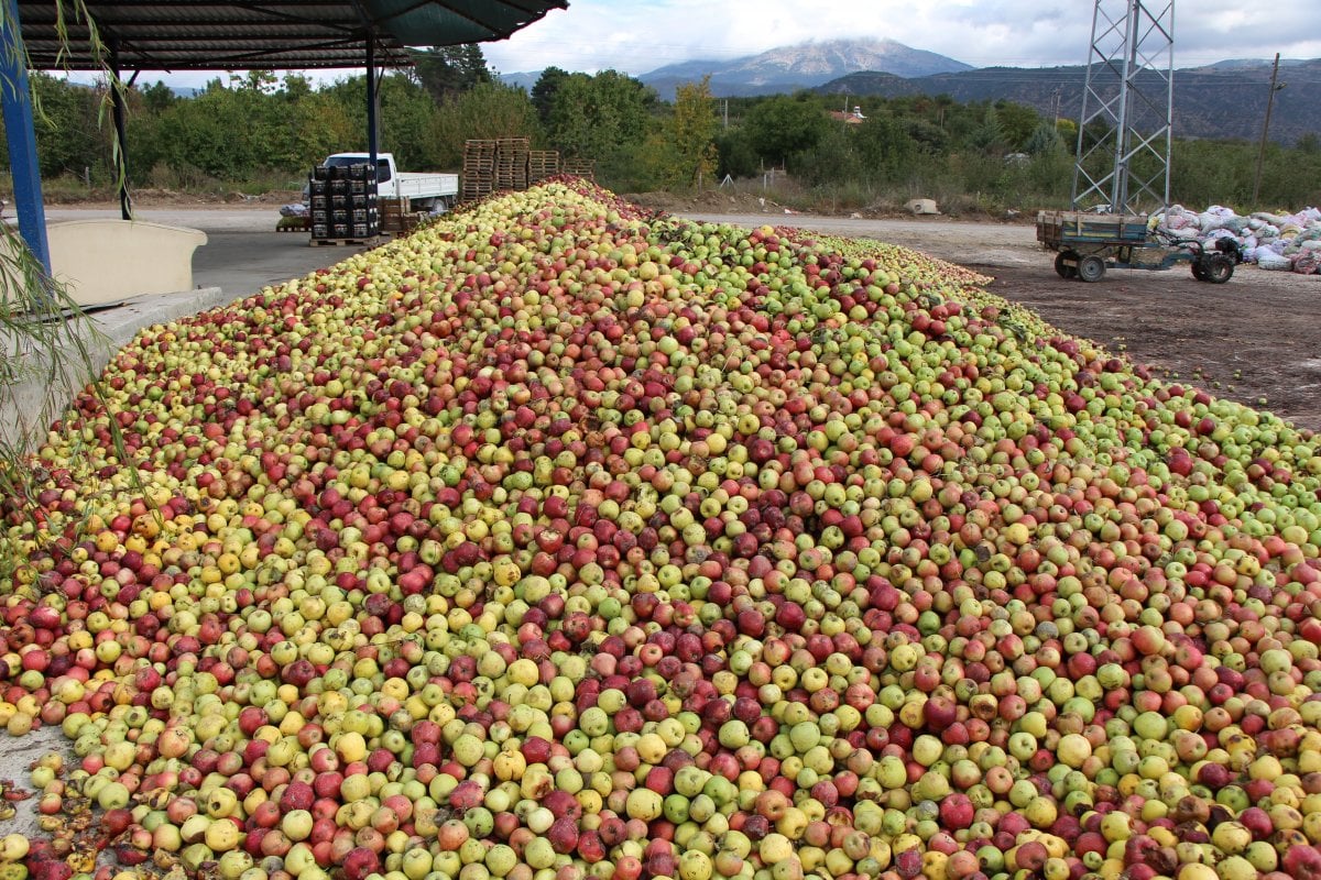 Amasya’da kilosu dalında 1,5 lira olan elma manavda 6 lira #4