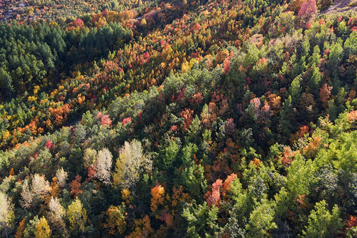 Tunceli nin Salördek Ormanları nda sonbahar renkleri #5