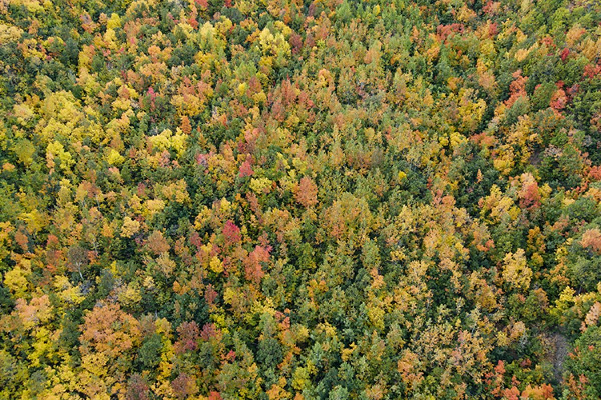 Tunceli nin Salördek Ormanları nda sonbahar renkleri #4
