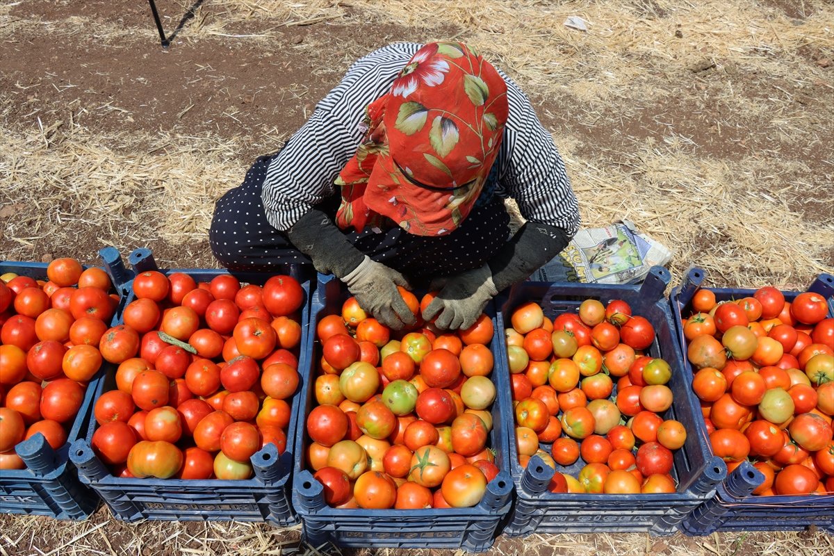 Türkiye nin domates ihracatı arttı #1