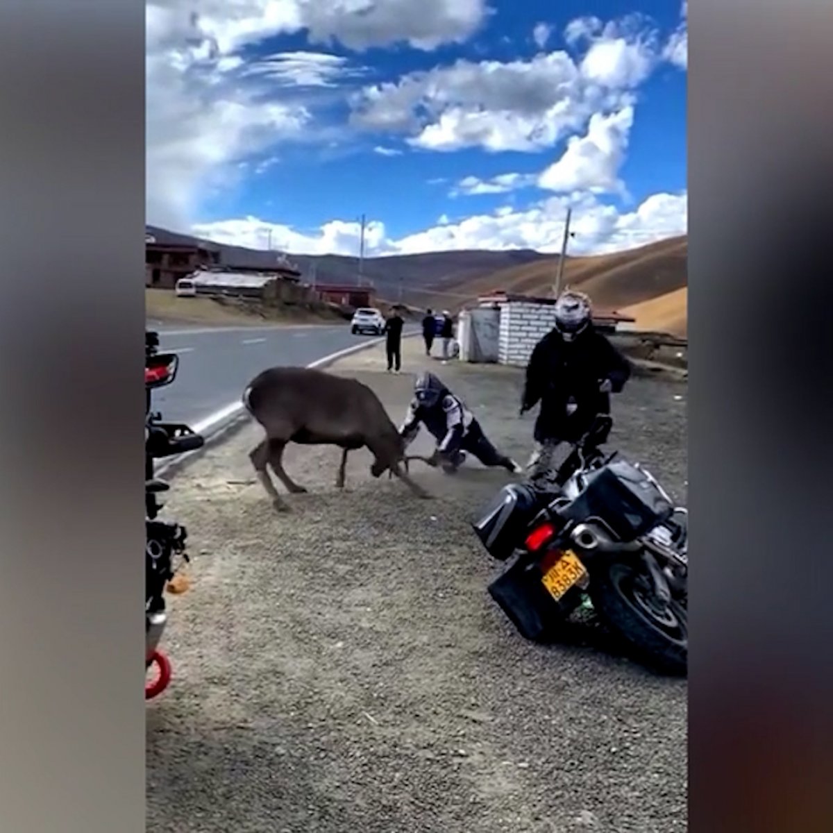 Çin de geyiğin saldırdığı motosikletlinin zor anları #3