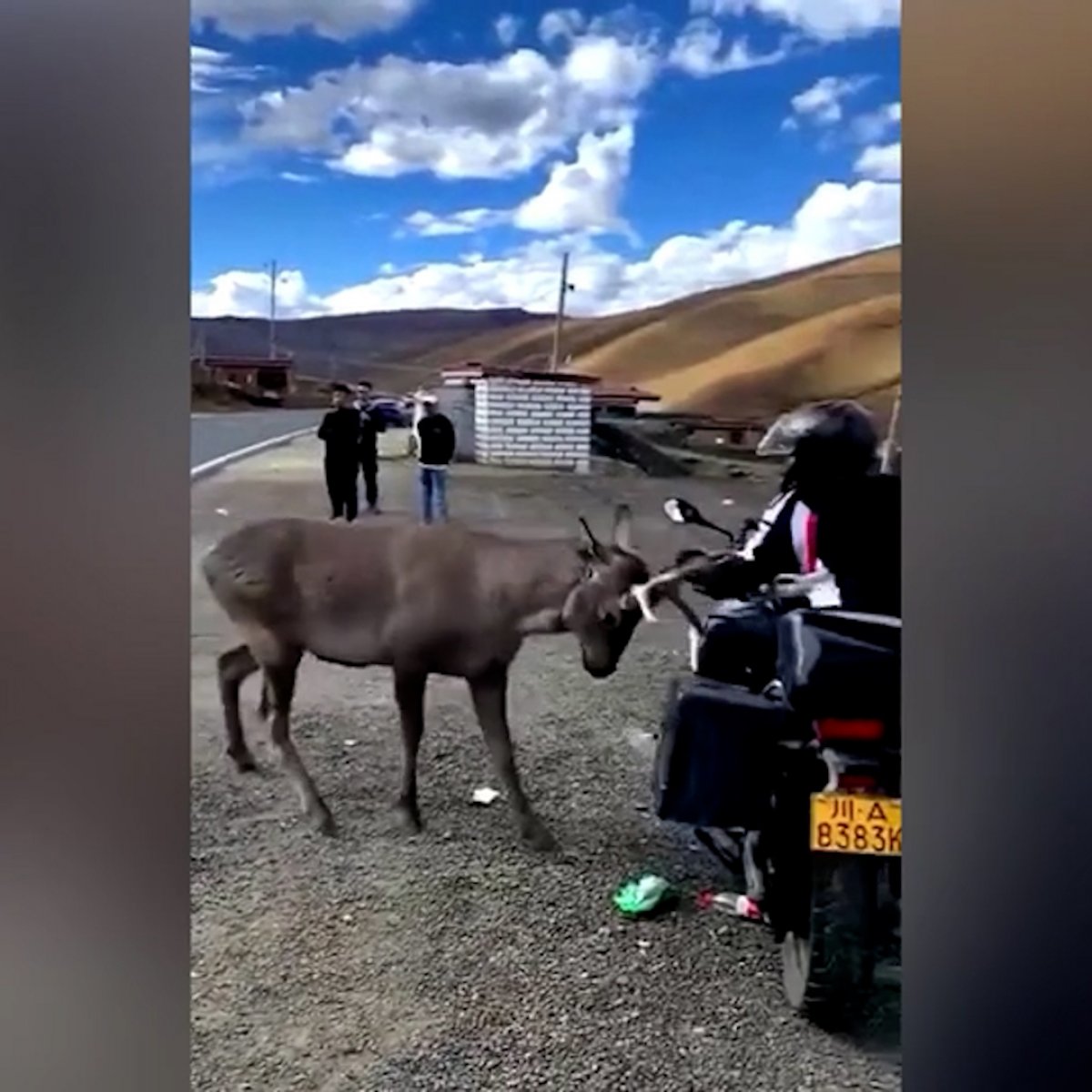 Çin de geyiğin saldırdığı motosikletlinin zor anları #2