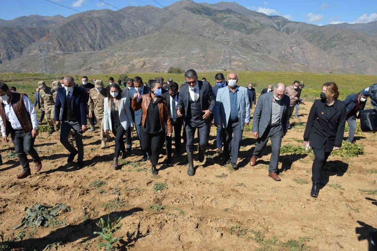Erzurum’da İspir fasulyesinin hasadına başlandı #2