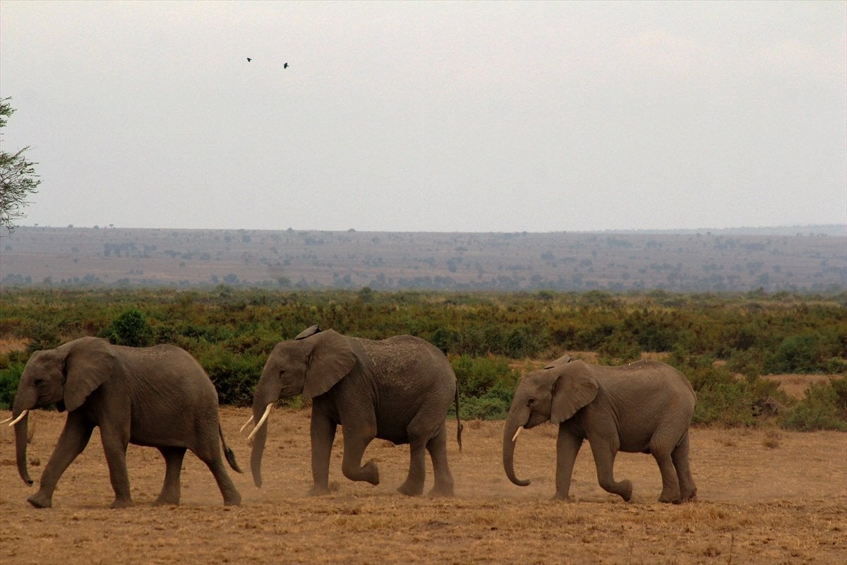 Кенийский слон. Elephant Cafe Zambia.