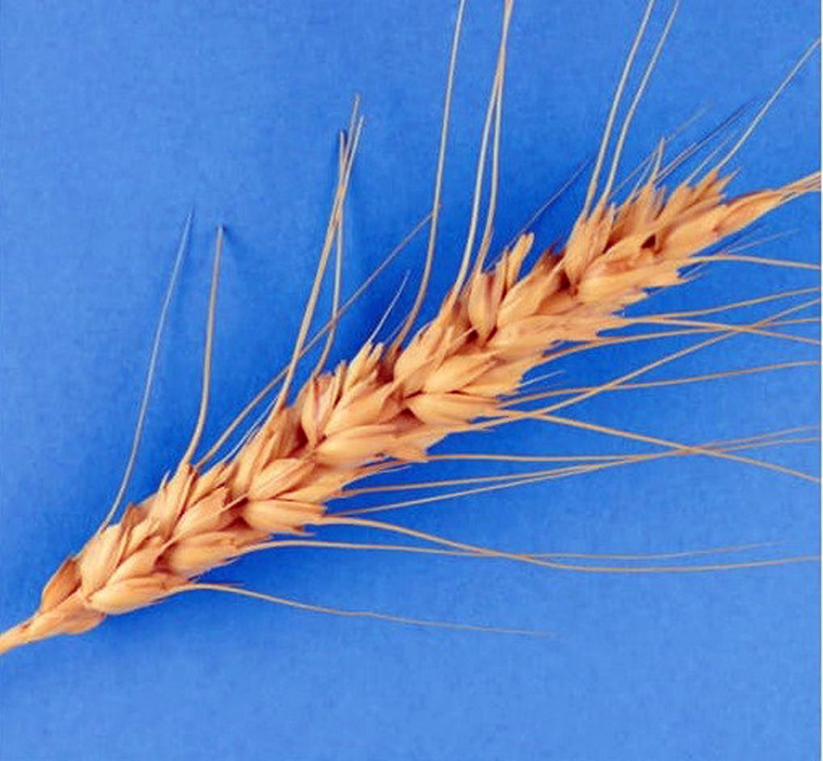 Türkiye’den Afganistan’a 100 ton buğday tohumu #1