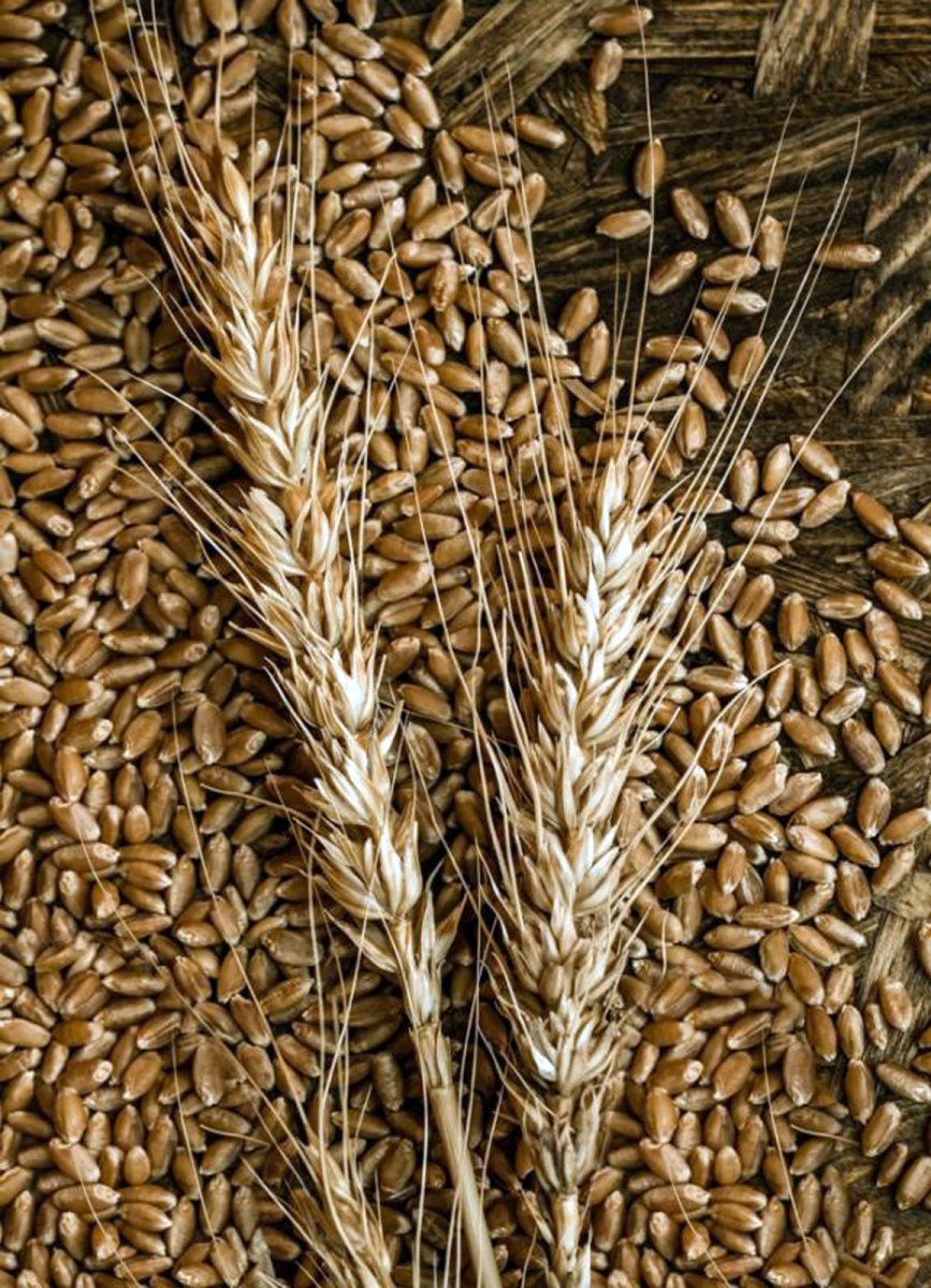 Türkiye’den Afganistan’a 100 ton buğday tohumu #3