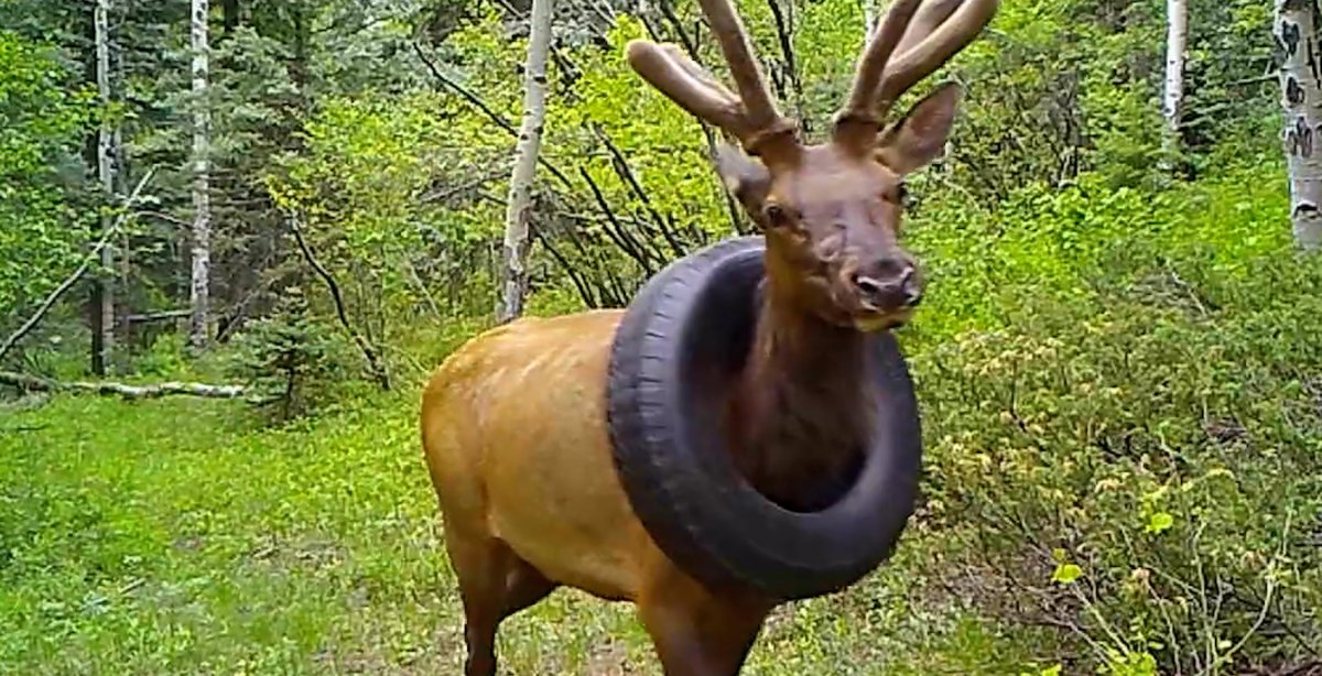 ABD de 2 yıldır araba lastiğiyle dolaşan geyik kurtarıldı #1