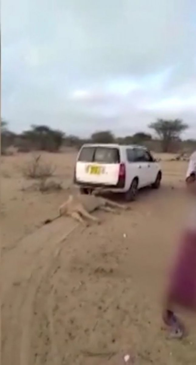 Kenya’da kuraklık sebebiyle birçok hayvan telef oldu #1