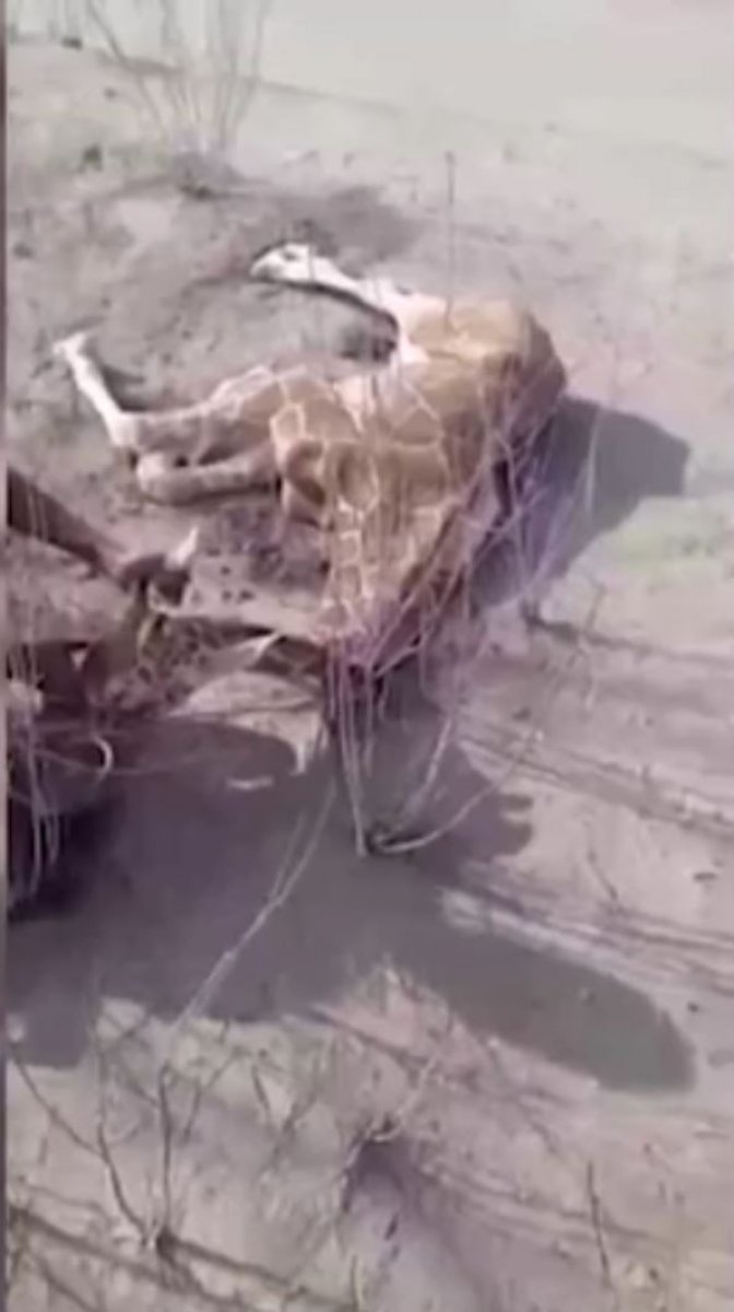 Kenya’da kuraklık sebebiyle birçok hayvan telef oldu #2