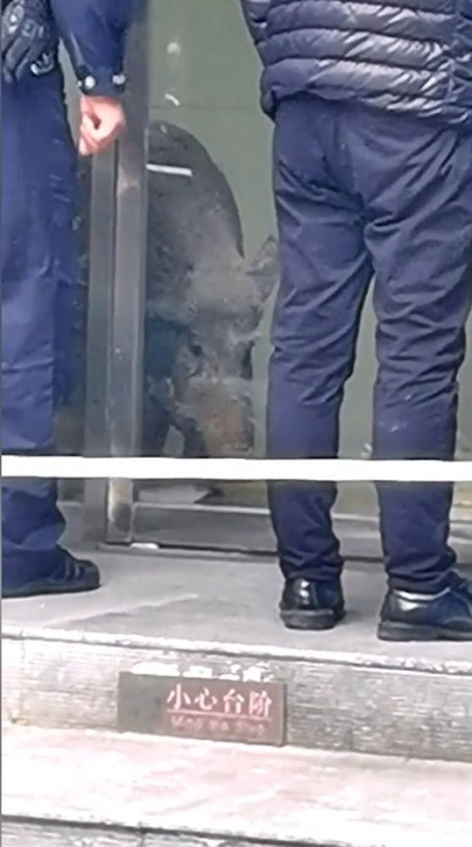 Çin’de, yaban domuzu bankaya girdi #2