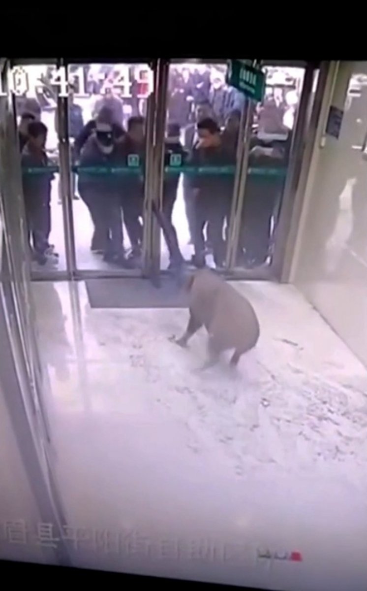 Çin’de, yaban domuzu bankaya girdi #3