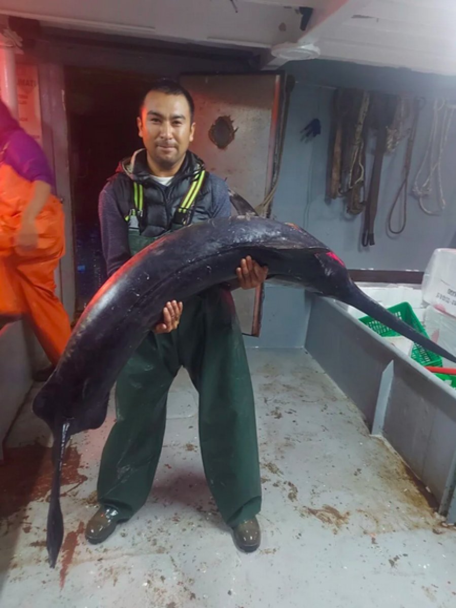 İstanbul Boğazı nda 60 yıl sonra kılıç balığı görüldü #3