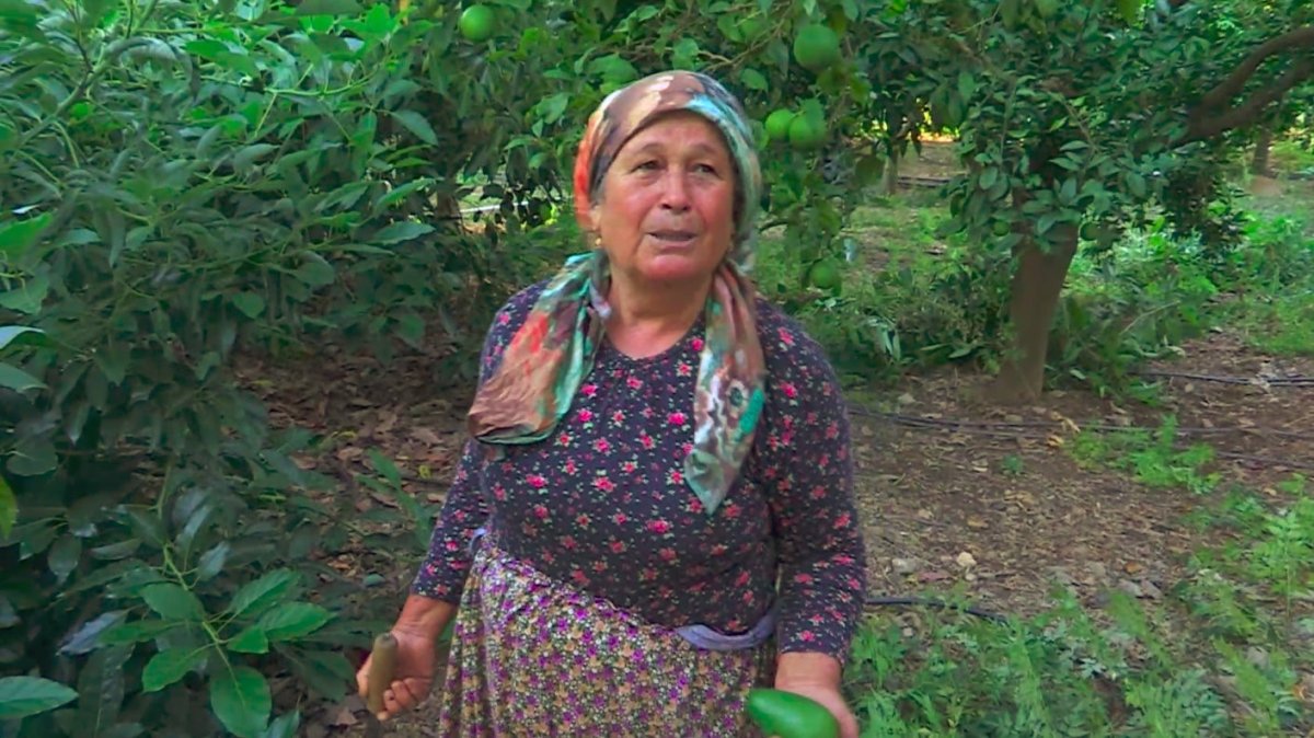 Antalya da avokado hırsızları çiftçileri bezdirdi #2