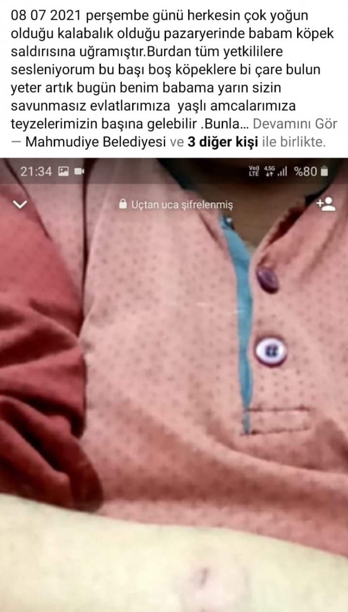 Eskişehir de sokak köpekleri, yarış atlarını parçalayıp vatandaşlara saldırıyor #4