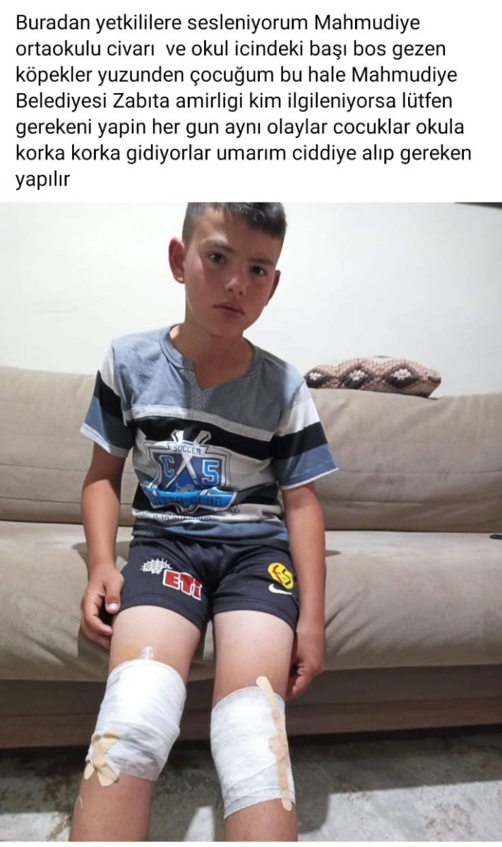 Eskişehir de sokak köpekleri, yarış atlarını parçalayıp vatandaşlara saldırıyor #5
