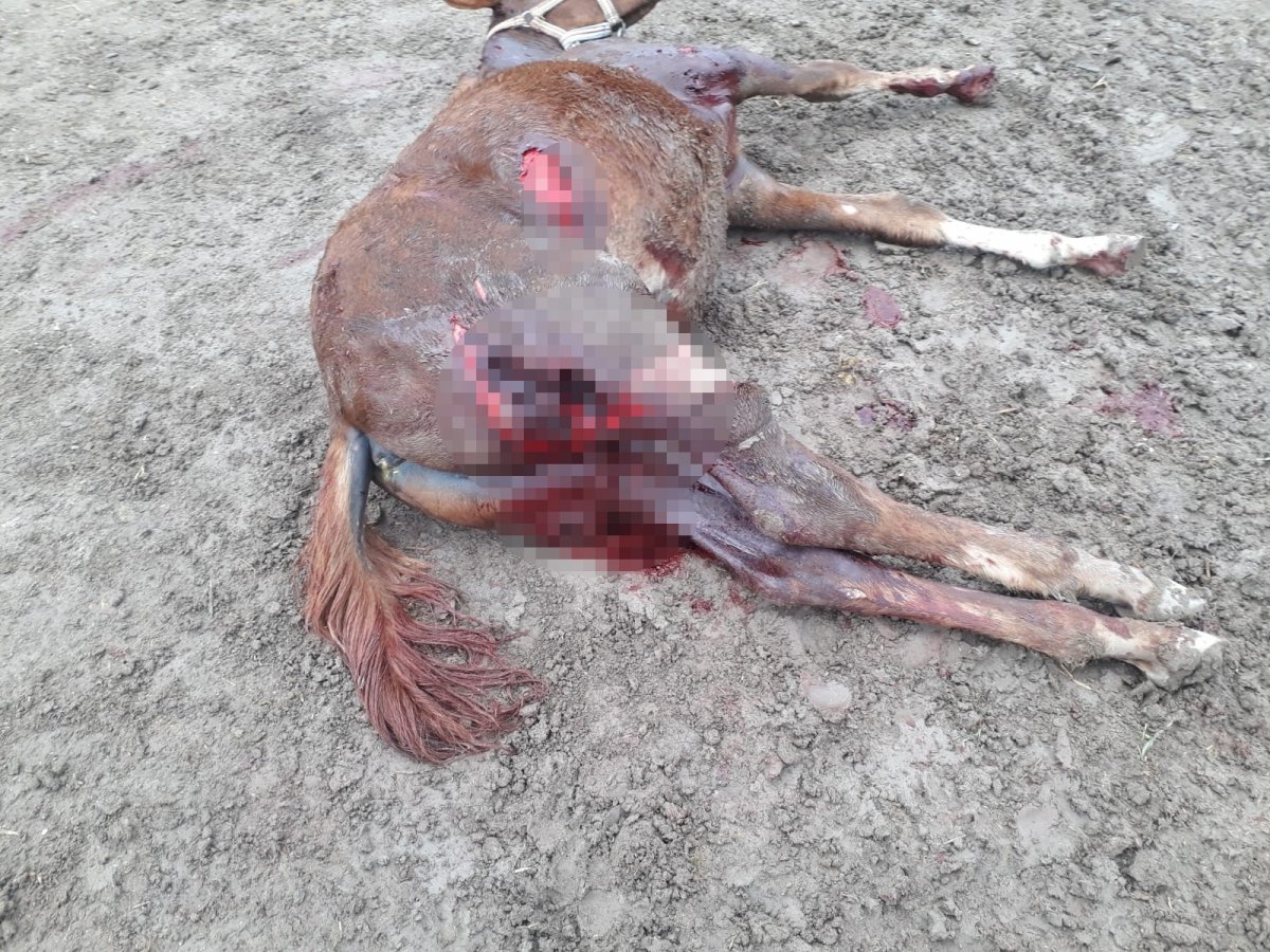 Eskişehir de sokak köpekleri, yarış atlarını parçalayıp vatandaşlara saldırıyor #1
