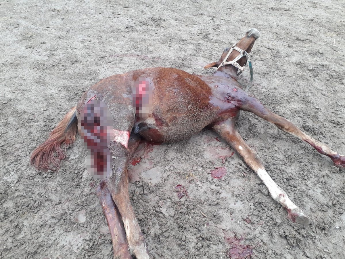 Eskişehir de sokak köpekleri, yarış atlarını parçalayıp vatandaşlara saldırıyor #2