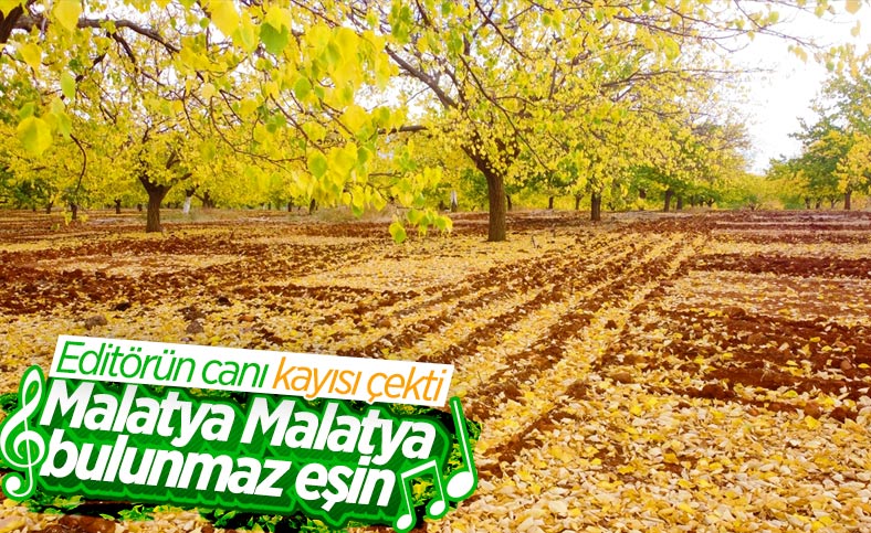 Malatya'daki kayısı ağaçları sonbaharda görsel şölen sunuyor