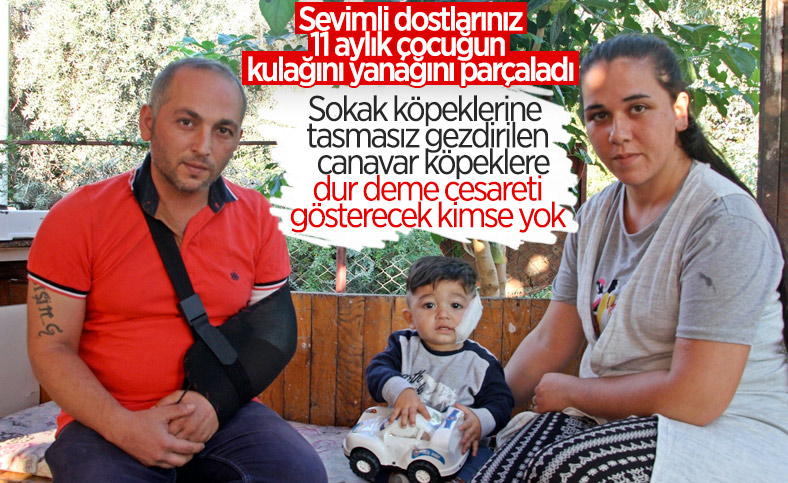 Antalya’da pitbull, 11 aylık bebeğe ve babasına saldırdı 