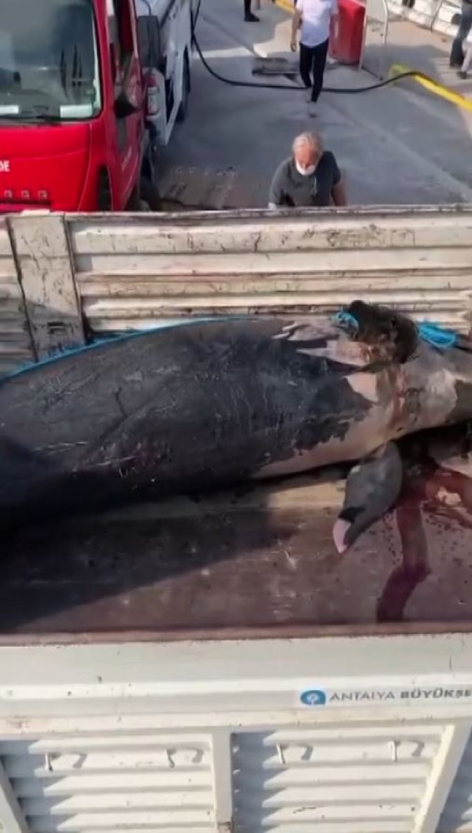Yalancı katil balina Antalya da görüldü #4