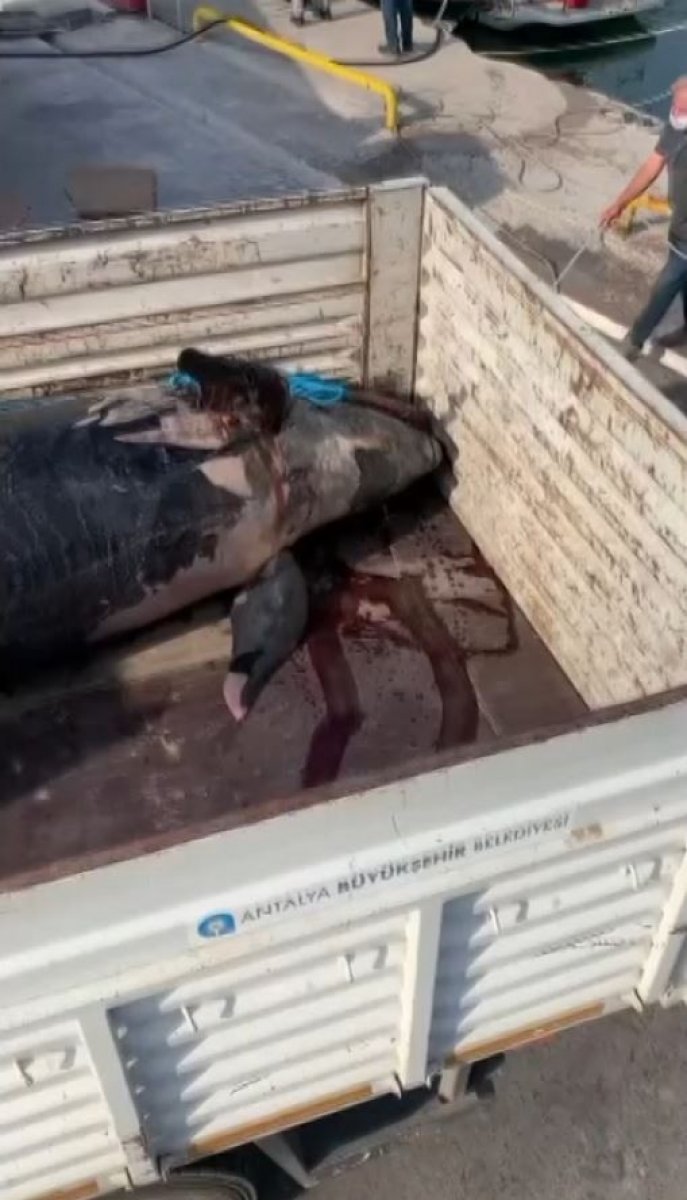 Yalancı katil balina Antalya da görüldü #2