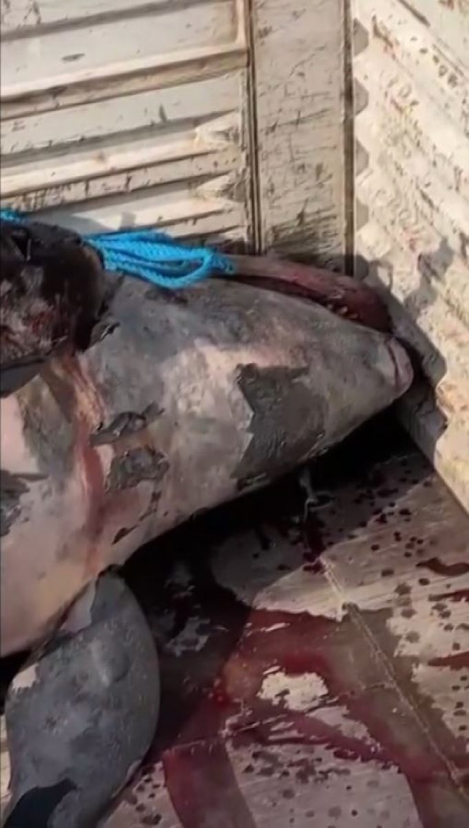 Yalancı katil balina Antalya da görüldü #3