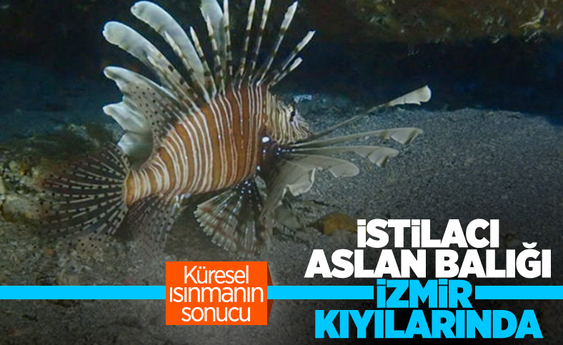 İstilacı aslan balığı Ege'de de yayılıyor