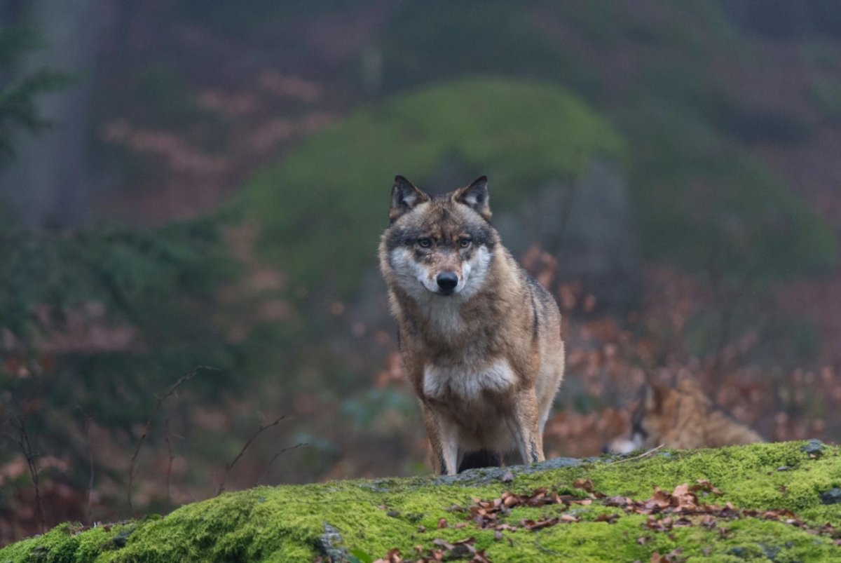 Pripyat ve Çernobil de bulunan en korkunç 10 şey #10
