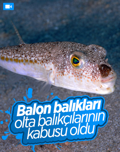 Akdeniz’de popülasyonu artan balon balığı, olta balıkçılığını etkiledi 